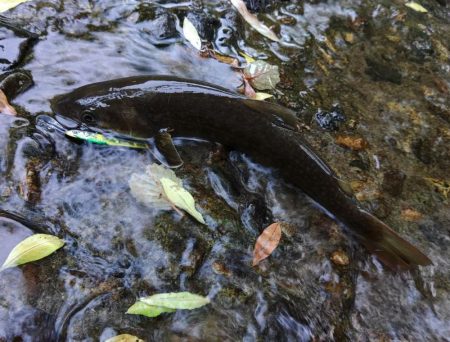雨の谷でイワナ釣り